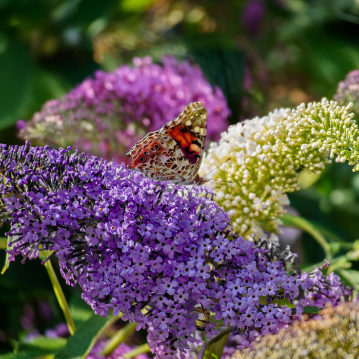 Vlinderstruik - Buddleja davidii Tricolour - Bloem Roze , Wit en Paars - 3 Planten - 1m2 - ↕30cm - Ø17cm