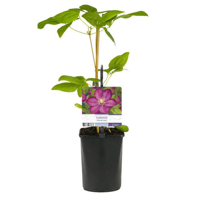 Clematis Ville de Lyon - Clematis - Fiore rosa - ↕40cm - Ø11cm - 2x