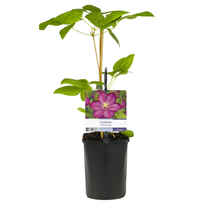 Clematis Ville de Lyon - Bosrank - Bloem Roze - ↕40cm - Ø11cm - 2x