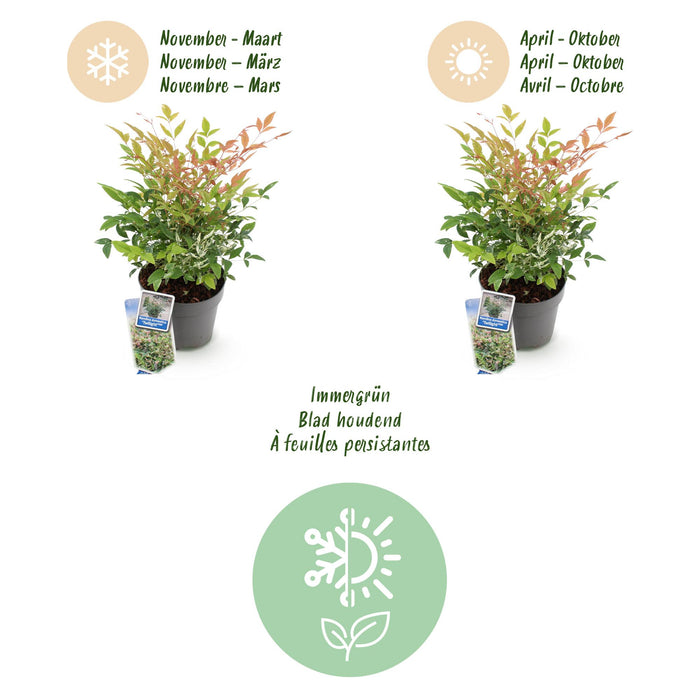 Nandina Twilight - Bont & Roze - 2 Planten - Groenblijvend - Weinig Onderhoud - Pot 17cm Hoogte 45cm