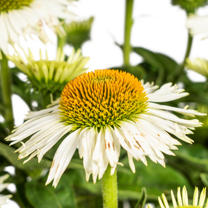 Echinacea Purpurea White - Zonnehoed - ↕60-70cm - Ø19cm
