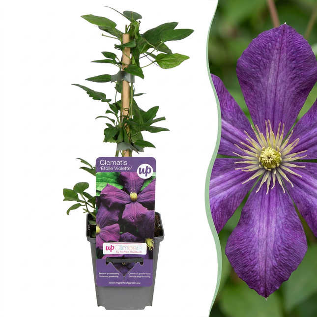 Clematis Etoile Viol - Bosrank 6x - Paars - Klimplant - Ø9cm - ↕35cm