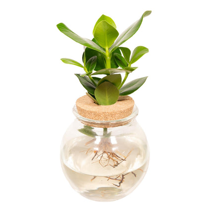 Clusia in Convex glass cork - ↕30cm - Ø12cm