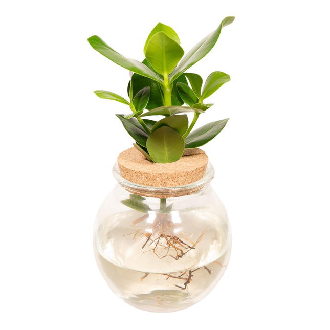 Clusia en corcho de vidrio convexo - ↕30cm - Ø12cm