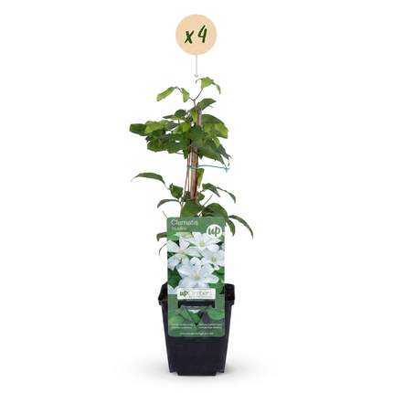 Clematis Jackmanii Huldine - Bosrank 4x - Wit - Klimplant - Ø9cm - ↕35cm