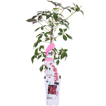Parthenocissus henryana - Parra virgen - ↕65cm - Ø15cm