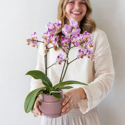 Kolibri Orchids | Combi Deal - 4 Roze-Paarse Phalaenopsis Orchideeën Diamond Bora Bora - Ø9 cm