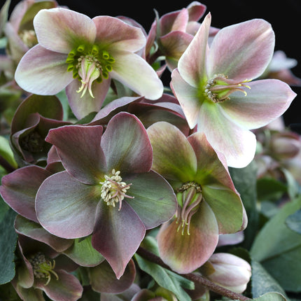 Lenzrose (Helleborus 'Angels Glow') – Rosa Blüte – Immergrün – Topf: 19 cm, Höhe: 50 cm