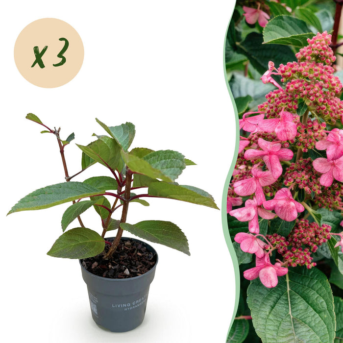 Hydrangea panniculata Living Infinity - Pluimhortensia - Wit - ↕20-30cm - Ø12cm - 3x