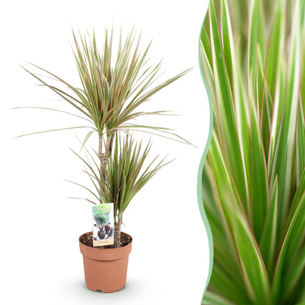 Dracaena Marginata Bicolor – Drachenblutbaum – Topf 17 cm – Höhe 70–75 cm
