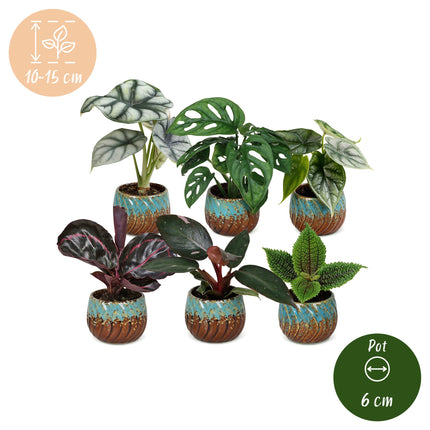 Baby Planten Jungle Mix - Diversen 3x - Tropisch - incl. Copper Reef - Ø6cm - ↕10-15cm