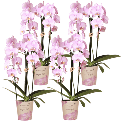Kolibri Orchids | Combi Deal - 4 Roze Phalaenopsis Orchideeën Niagara Fall Xanion - Ø12 cm