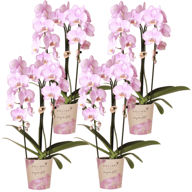 Kolibri Orchids | Combi Deal - 4 Roze Phalaenopsis Orchideeën Niagara Fall Xanion - Ø12 cm