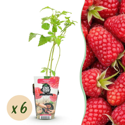 Raspberry - Rubus idaeus Heritage - Red Raspberry - Ø9cm - 6x