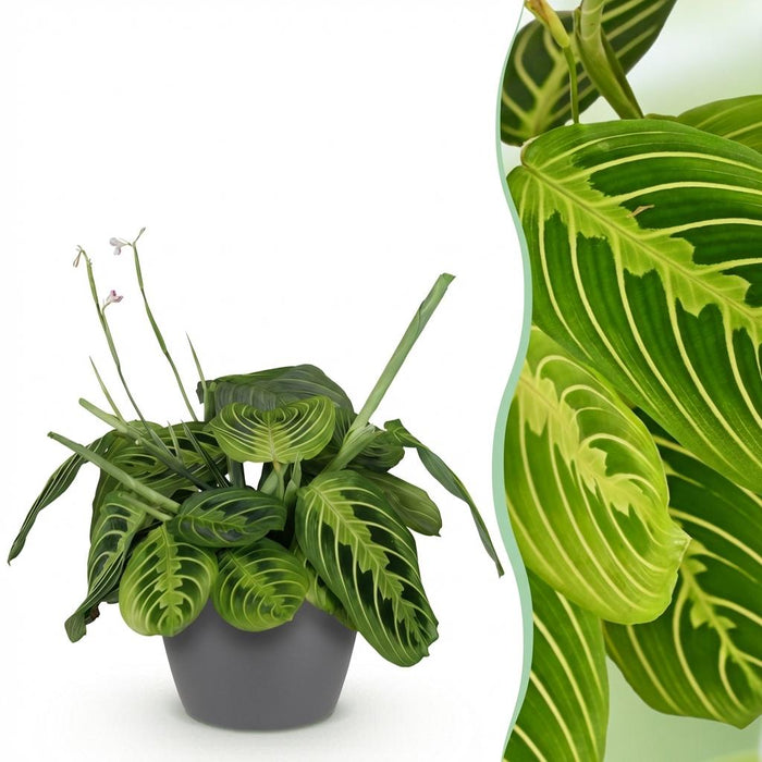 Maranta Fascinator Lemon Lime - Gebedsplant - met grijze plantenpot - ↕25cm - Ø12cm