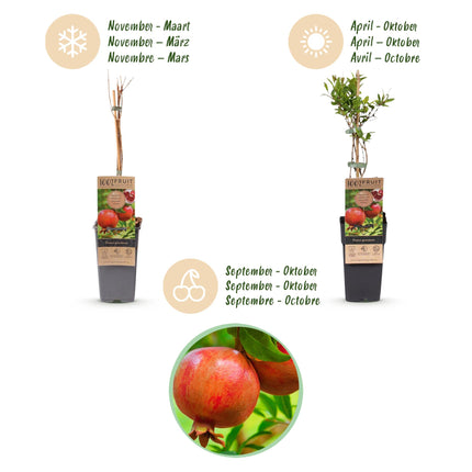 Punica granatum - Melograno - Resistente - Frutto rosso-arancio - 2 piante - Vaso da 15 cm - Altezza 50 cm