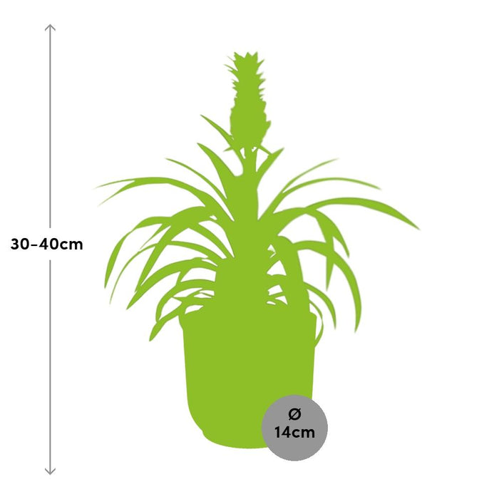 Ananas Mi Amigo - Ananasplant - in elho Vibes Fold Ø14cm geel