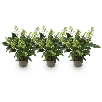 Skimmia Japonica Finchy - Flor blanca - Más de 10 flores - ↕25cm - Ø10.5cm - 3x