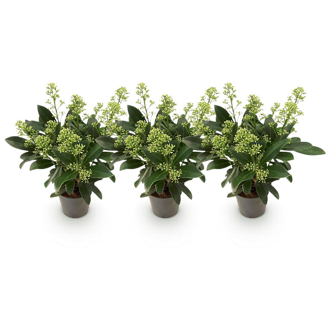 Skimmia japonica 'Finchy' – Weißblühend – 10+ Blüten – ↕25 cm – Ø10,5 cm – 3 Stück
