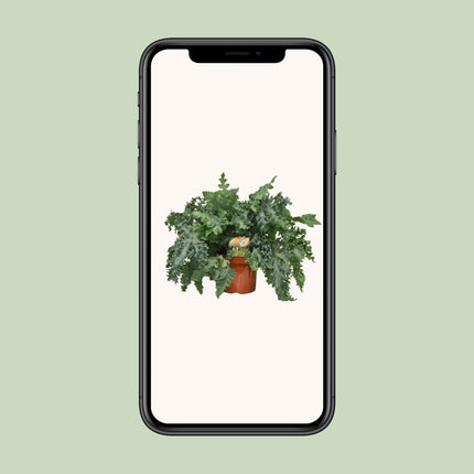 Phlebodium Davana - ↕60cm - Ø26cm