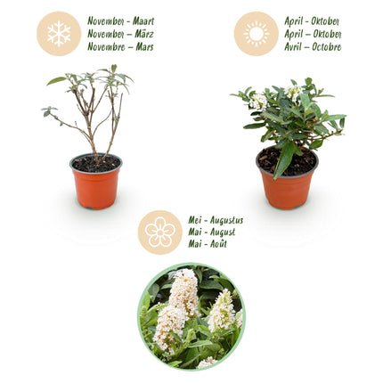 Buddleja davidii Butterfly Candy Little White - Vlinderstruik - Compact - Wit - ↕20-25cm - Ø12cm