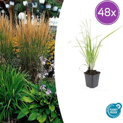 Calamagrostis Acutiflora 'Karl Foerster' - Struisriet - ↕10-25cm - Ø9cm - 48x