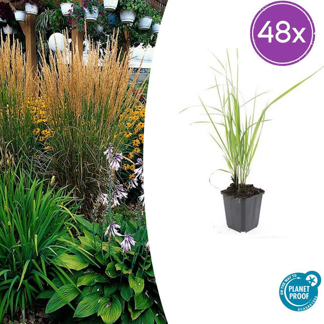 Calamagrostis Acutiflora 'Karl Foerster' - Caña de avestruz - ↕10-25cm - Ø9cm - 48x