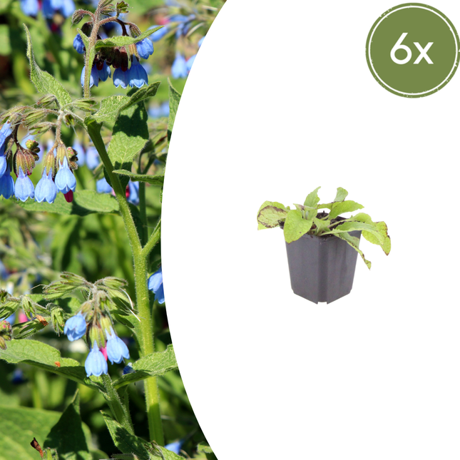 Symphytum grandiflorum 'Wisley Blue' - Consuelda - ↕10-25cm - Ø9cm - 6x