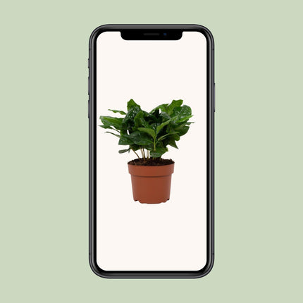 Coffea Arabica - ↕22cm - Ø12cm