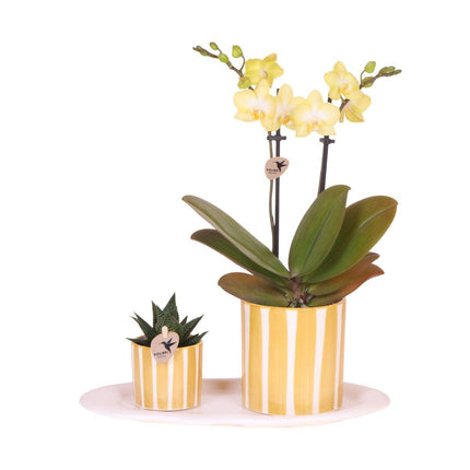 Petit coffret cadeau | Plante verte avec orchidée Phalaenopsis jaune dans des pots décoratifs à rayures peintes, sur un plateau blanc bio