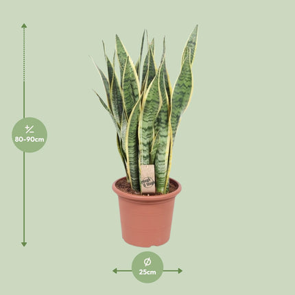 Sansevieria Trifasciata Laurentii - Vrouwentong - ↕85cm - Ø25cm