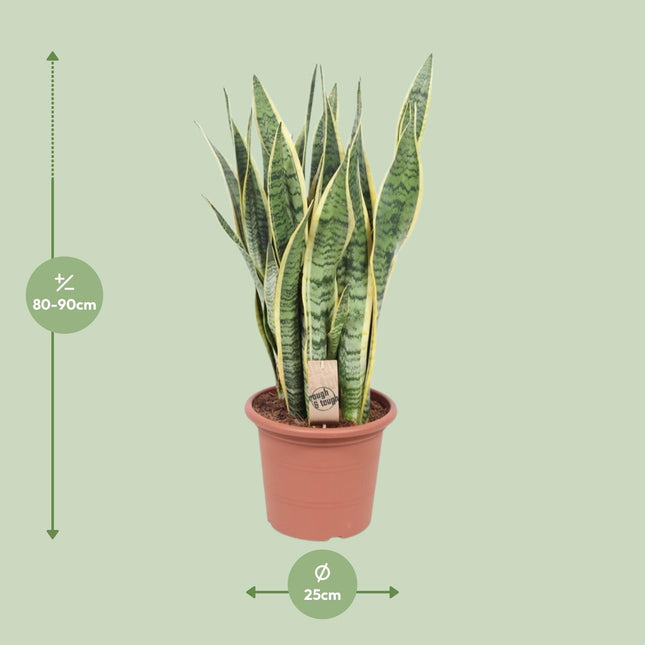 Sansevieria Trifasciata Laurentii - Roślina wężowa - ↕85cm - Ø25cm