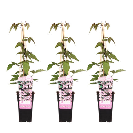 Clematis Montana 'Fragrant Spring' - Clematis - ↕65cm - Ø15cm - 3x