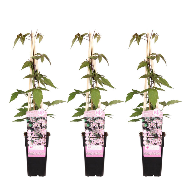 Clematis Montana 'Fragrant Spring' - Bosrank - ↕65cm - Ø15cm - 3x