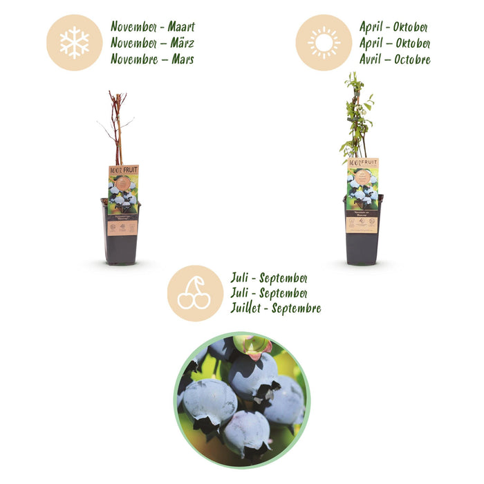 Vaccinium corymbosum Blåbær - Blåbær - Hårdfør - Blåbær - 2 planter - 15 cm potte - Højde 50 cm