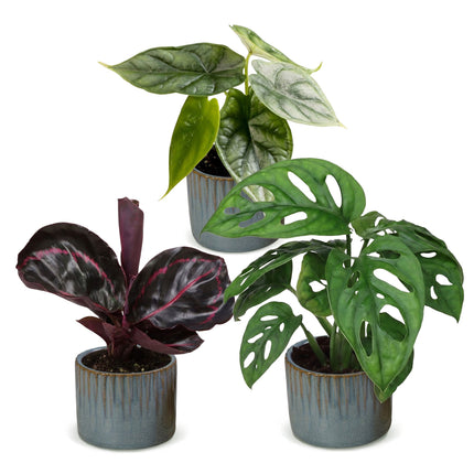 Baby Planten Jungle Mix - Diversen 3x - Tropisch - incl. Linnea Misty Blue - Ø6cm - ↕10-15cm