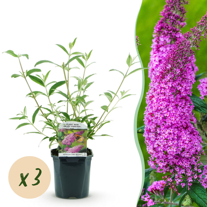 Buddleja davidii Pink Delight - Vlinderstruik - Roze - ↕45cm - Ø17cm - 3x