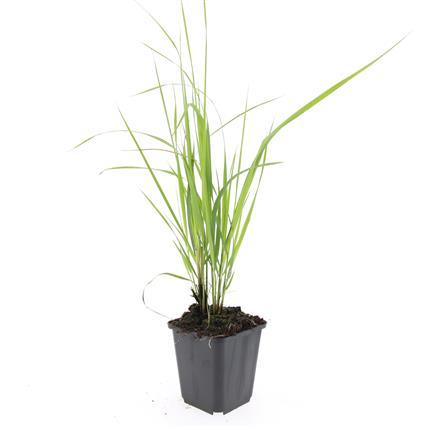 Calamagrostis Acutiflora 'Karl Foerster' - Struisriet - ↕10-25cm - Ø9cm - 48x