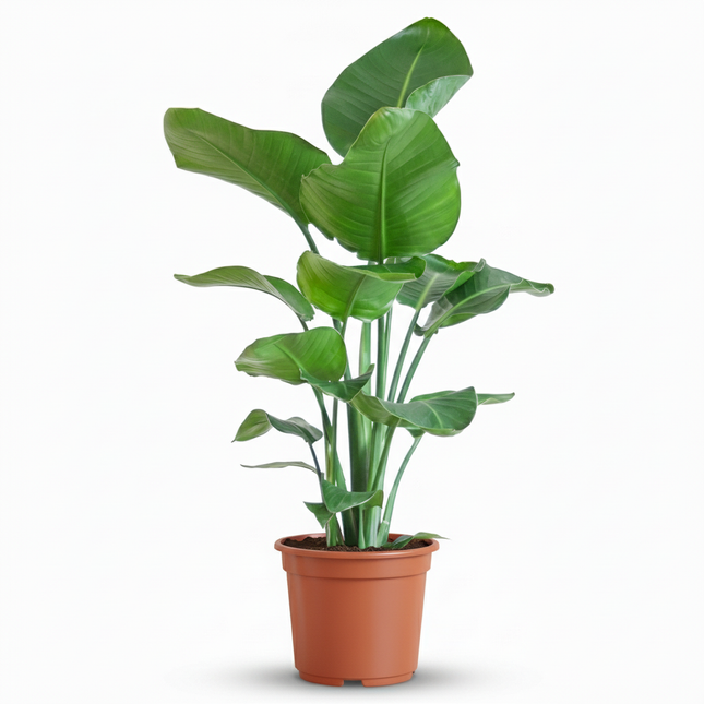 Strelitzia Nicolai - Pianta Uccello del Paradiso - ↕80-90cm - Ø19cm