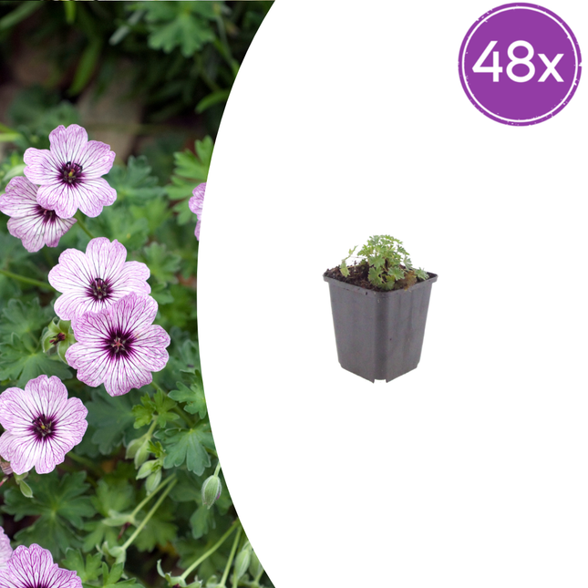Geranium cinereum 'Ballerina' - Ooievaarsbek - ↕10-25cm - Ø9cm - 48x