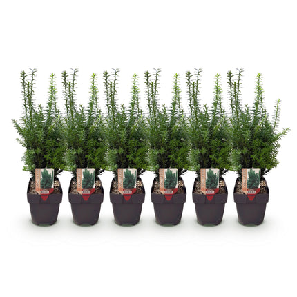Hedge plants - Taxus media Hilii - green foliage - 6 plants - 1 linear meter - evergreen - 17cm pot height 60cm