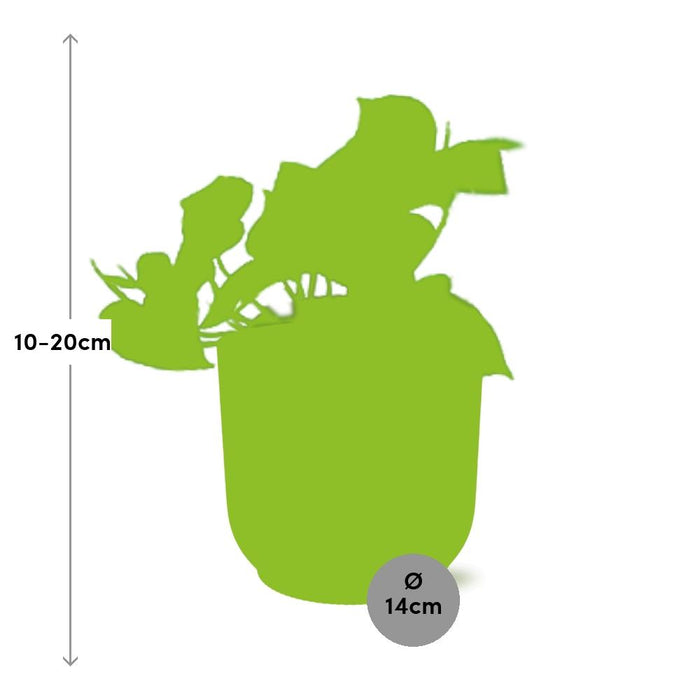 Epipremnum Pinnatum ‘Aureum’ in elho Vibes Fold Ø14cm geel