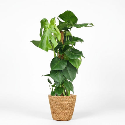 Patyk z mchu Monstera Deliciosa - Roślina z otworem - z koszykiem - ↕90cm - Ø19cm
