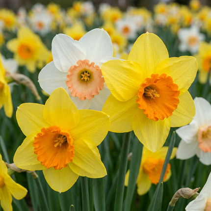 320x Narcissus mix - Bloembollen - Diversen - Voorjaarsbloeier - Bolmaat 10/12