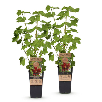 Ribes rubrum Jonkheer van Tets - Planta de bayas - Resistente - Grosella roja - 2 plantas - Maceta de 15 cm - Altura 50 cm