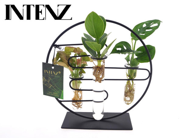 Kamerplanten Intenz Mix In Dubai 2.0 Glas - ↕25cm - Ø12cm