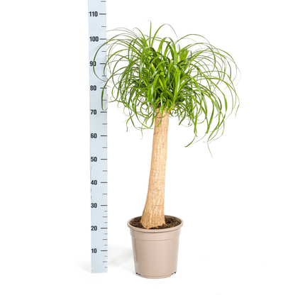 Beaucarnea Recurvata Stem with basket - Elephant's Foot Plant - ↕80-100cm - Ø24cm