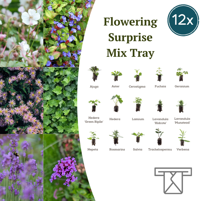 Mix Tray – 12 Pluggen | Laat je Verrassen door een Kleurrijke Plantenmix!