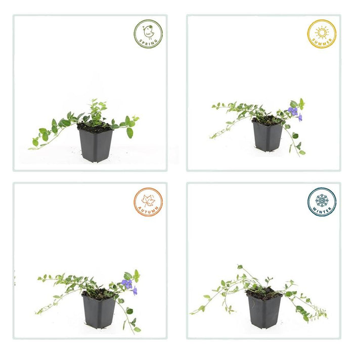 Vinca minor 'Ralph Shugert' - ↕10-25cm - Ø9cm - 48x
