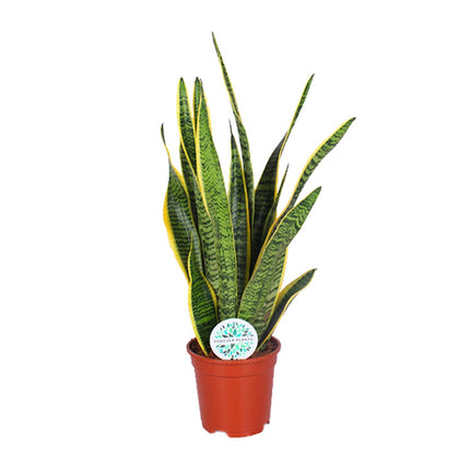 Sansevieria Trifasciata Laurentii - Snake Plant - ↕60cm - Ø17cm